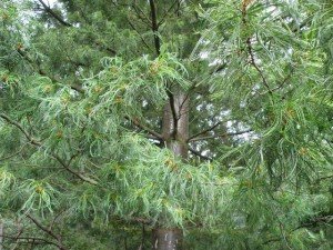 Contorted Pine at Botanical Garden