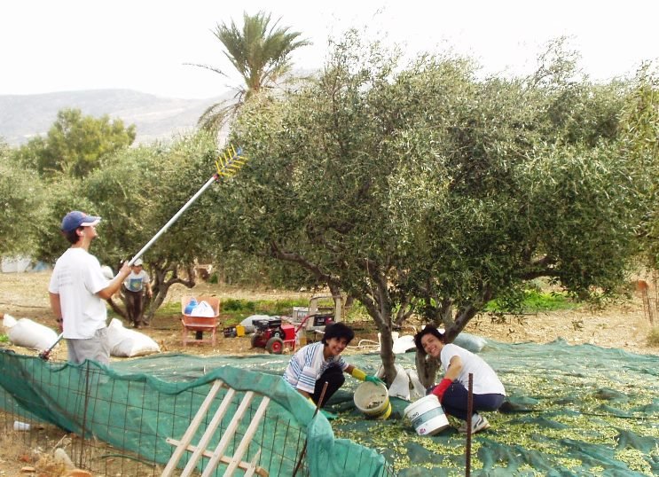 family olive harvest